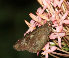 Erionota hiraca