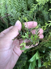 Asplenium × lucrosum