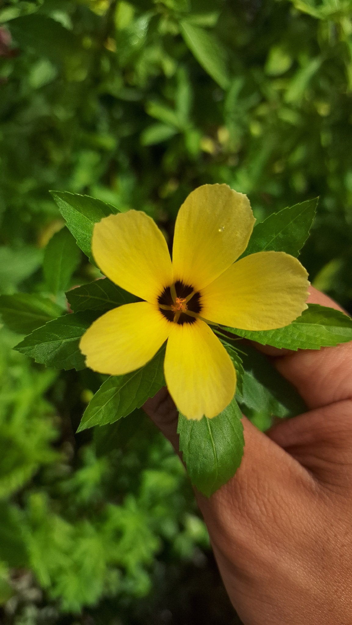 Turnera subulata