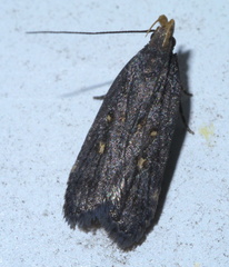 Dichomeris agonia