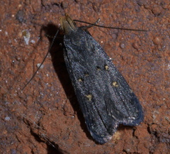 Dichomeris agonia