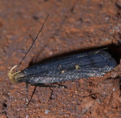 Dichomeris agonia