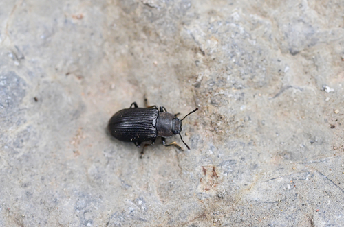 Heterotarsus carinula