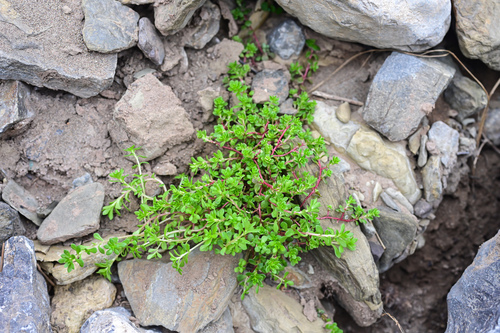 bulbose stonecrop