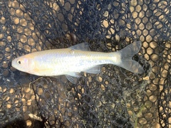 Cyprinella lutrensis