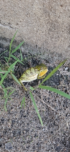 Flap-necked Chameleon