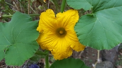 Cucurbita maxima maxima