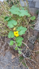 Cucurbita maxima maxima