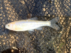 Cyprinella lutrensis