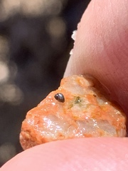 Pyrgulopsis deserta
