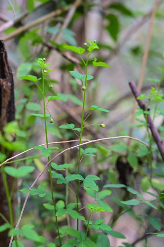 Psilopeganum sinense