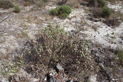 Metalasia pulchella