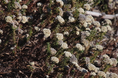 Metalasia pulchella