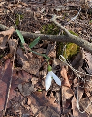 Galanthus alpinus, photograph (c) Mikhail Morozov, some rights reserved (CC BY)
