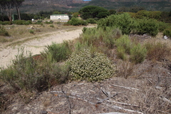 Metalasia pulchella