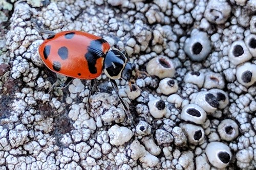Convergent lady beetle