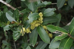 Ashy Holly (Ilex cinerea)