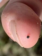 Pyrgulopsis deserta