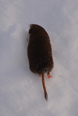 Sorex tundrensis
