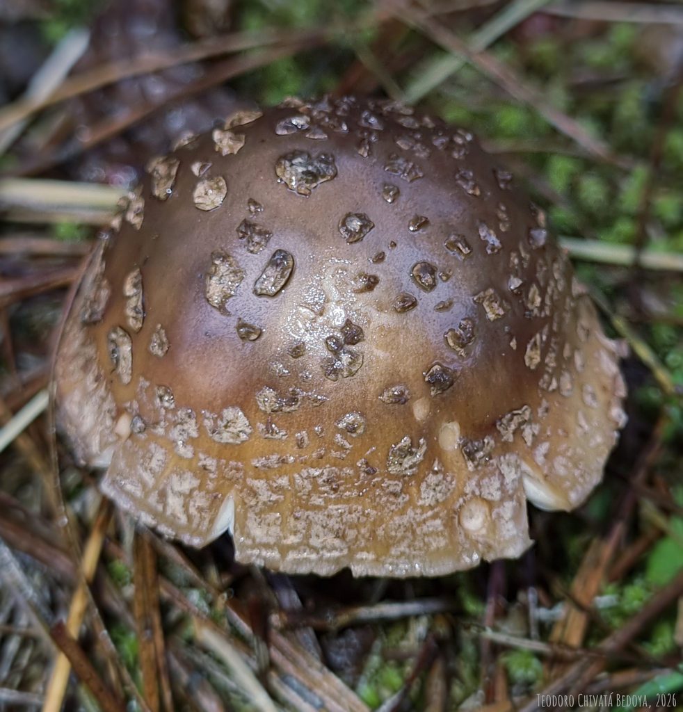 Amanita brunneolocularis · December 2025 · photo: © teodoro_chivatabedoya (iNaturalist, cc-by)