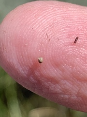 Pyrgulopsis deserta