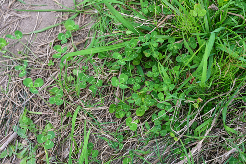 white clover