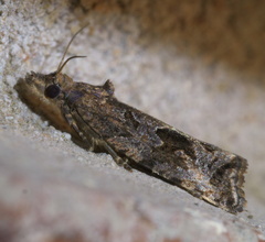 Endothenia nubilana