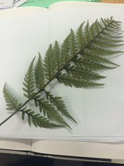 Polystichum neozelandicum neozelandicum
