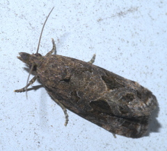 Endothenia nubilana