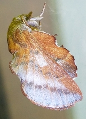 Phyllodesma occidentis