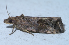 Endothenia nubilana
