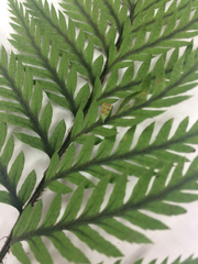 Polystichum neozelandicum neozelandicum