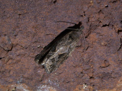 Endothenia nubilana