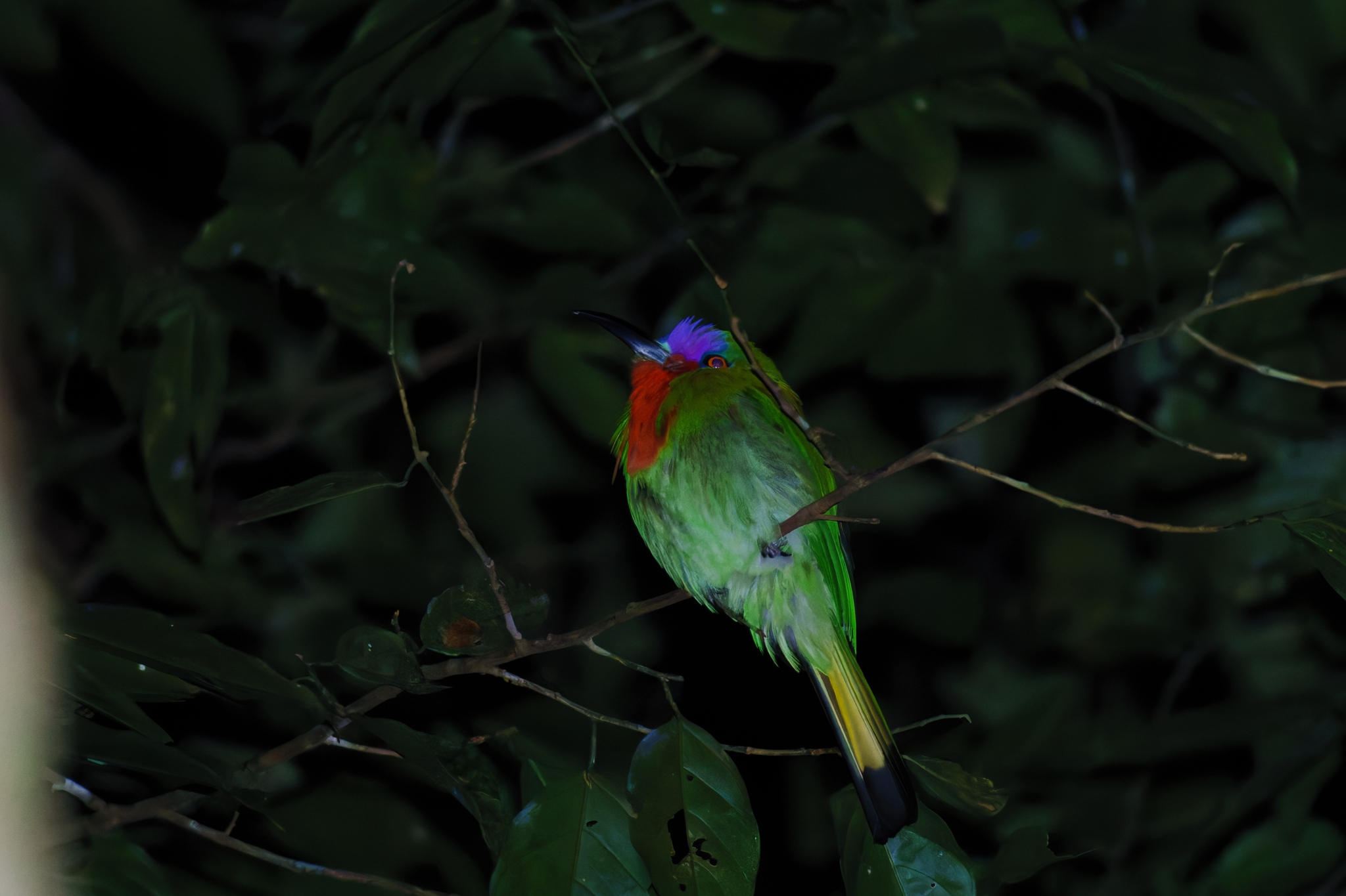 Red-bearded Bee-eater (Nyctyornis amictus), photo 6