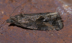 Endothenia nubilana