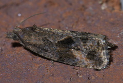 Endothenia nubilana