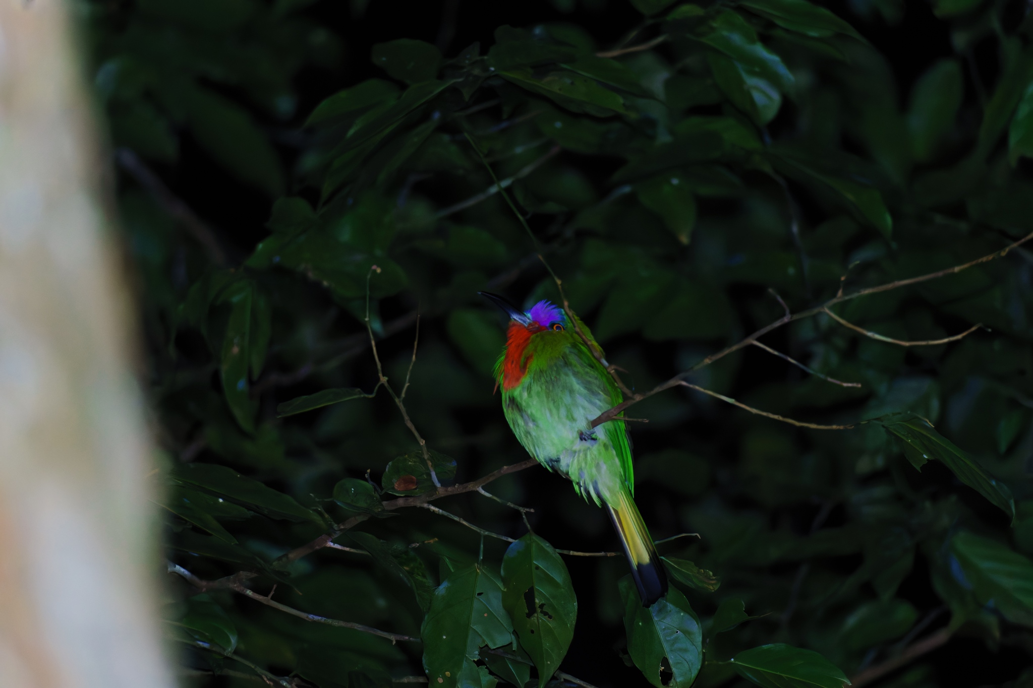 Red-bearded Bee-eater (Nyctyornis amictus), photo 7
