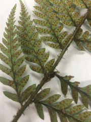 Polystichum neozelandicum neozelandicum