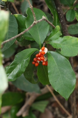 Glabrous Pittosporum (Pittosporum glabratum)