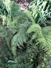 Asplenium × lucrosum