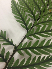 Polystichum neozelandicum neozelandicum