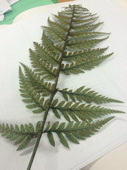 Polystichum neozelandicum neozelandicum