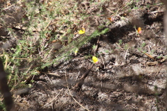 Aspalathus retroflexa bicolor