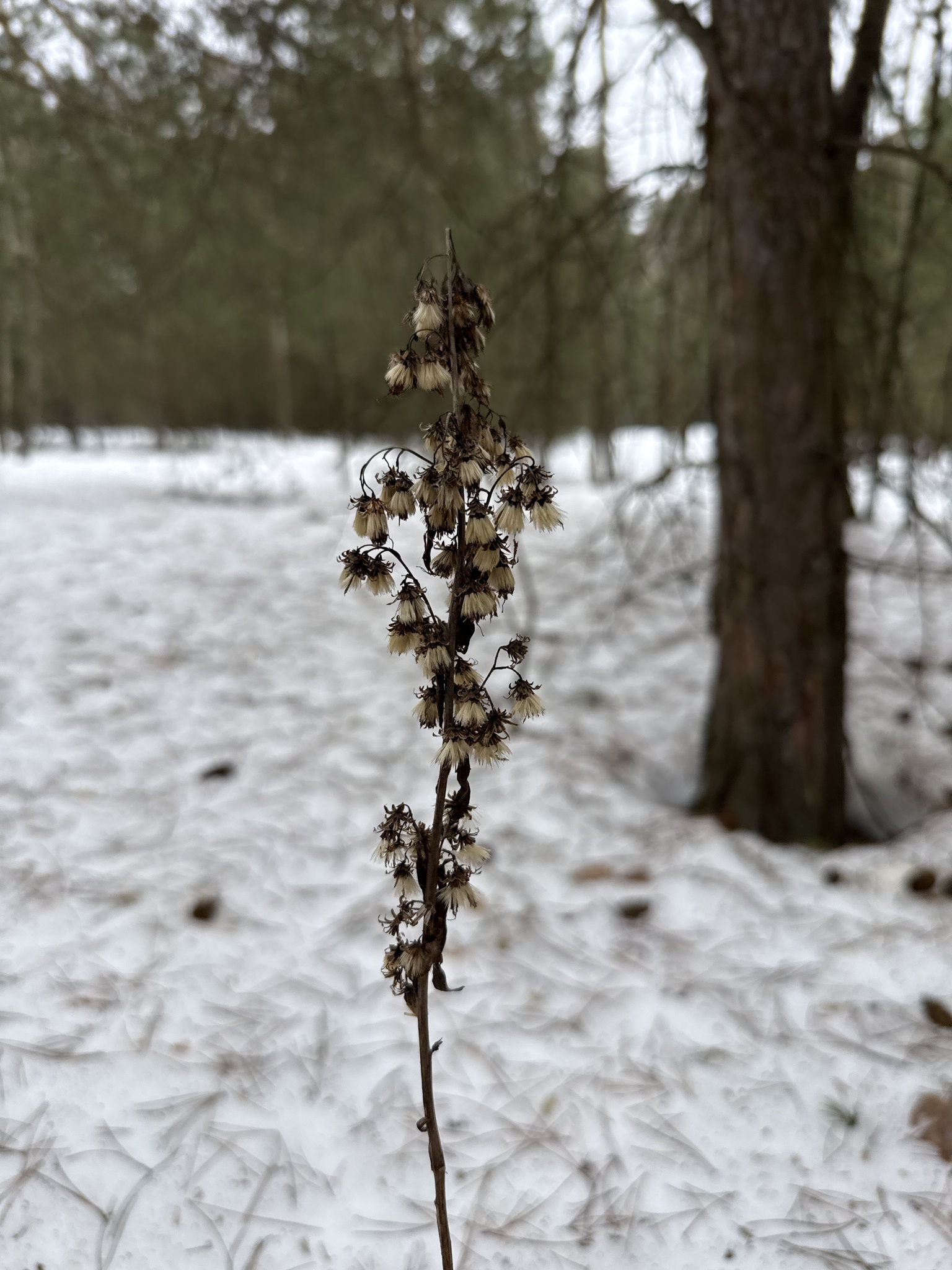 Goldenrod (Solidago virgaurea)
