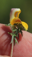 Aspalathus retroflexa bicolor
