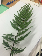 Polystichum neozelandicum neozelandicum