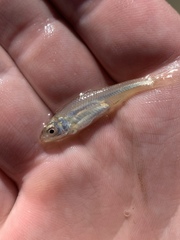 Cyprinella lutrensis