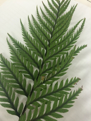 Polystichum neozelandicum neozelandicum