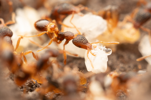 Strumigenys perplexaStrumigenys perplexa