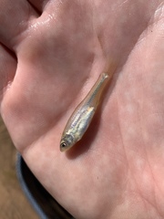 Cyprinella lutrensis